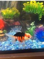 Grote vis, Poisson, Poisson d'eau douce