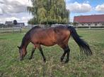 Nabab de Reve merrie, Dieren en Toebehoren, Paarden, Merrie, Springpaard, Gechipt, Niet van toepassing