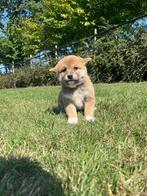 De mooiste Shiba-inu pupjes vind je bij ons, België, Overige rassen, CDV (hondenziekte), 8 tot 15 weken