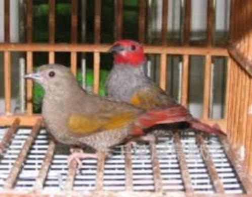 GEELVLEUGEL AURORA ASTRILDE, Dieren en Toebehoren, Vogels | Overige Vogels, Tropenvogel, Meerdere dieren, Tam, Geringd