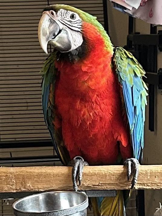 jonge handtamme harlekijn ara's, Dieren en Toebehoren, Vogels | Parkieten en Papegaaien, Papegaai, Meerdere dieren, Pratend, Tam