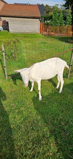 Witte saanen Geit, Dieren en Toebehoren, Schapen, Geiten en Varkens, Vrouwelijk, Geit, 3 tot 5 jaar