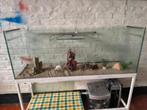 Aquarium complet, Dieren en Toebehoren, Vissen | Aquaria en Toebehoren, Ophalen of Verzenden, Gebruikt, Leeg aquarium