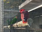 Prachtig koppel edelpapegaaien van 2019/2020, Dieren en Toebehoren, Meerdere dieren, Papegaai, Pratend