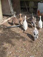 Indische loopeend, Dieren en Toebehoren, Pluimvee