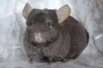 Chinchilla, Oktober, Mannelijk, Chinchilla