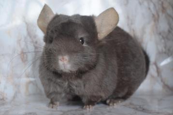 Chinchilla beschikbaar voor biedingen