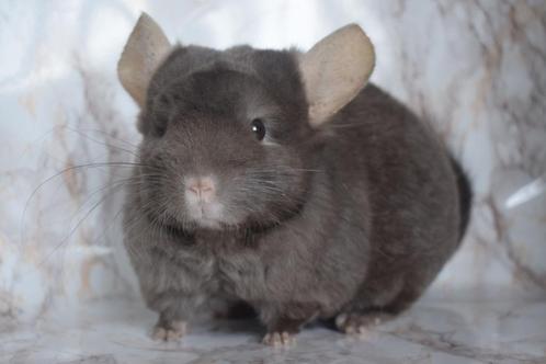 Chinchilla, Dieren en Toebehoren, Knaagdieren, Mannelijk, Chinchilla, Oktober