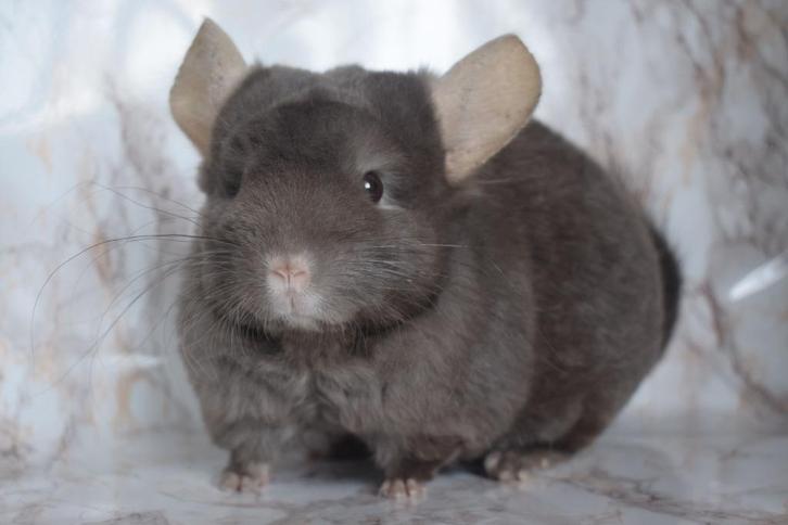 Chinchilla, Dieren en Toebehoren, Knaagdieren, Mannelijk, Chinchilla, Oktober