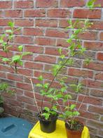 Vend ou échange weigelia rose, Ophalen, Overige soorten, Struik, 100 tot 250 cm