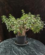 Plante crassula (jade) cultivée en bonzaï - 25 ans, Enlèvement, Autres espèces, Ombre partielle, Moins de 100 cm