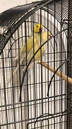 Halsbandparkieten Koppel '24, Dieren en Toebehoren, Vogels | Parkieten en Papegaaien, Meerdere dieren, Parkiet, Geringd