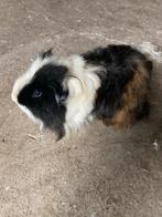 Een langharige tessel beer cavia., Janvier, Cobaye