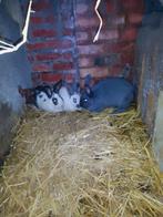 Konijnen te koop, Dieren en Toebehoren, Konijnen, Meerdere dieren, Groot