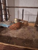 2 perruches manuelles, Mâle, Bagué