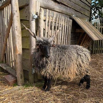 Racka Ram zwart, Mâle, Mouton, 0 à 2 ans