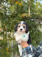 Prachtige cavapoo pups, Dieren en Toebehoren, België, Overige rassen, CDV (hondenziekte), 8 tot 15 weken