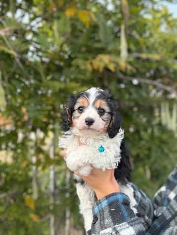 Prachtige cavapoo pups beschikbaar voor biedingen