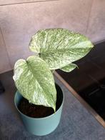 Monstera Mint Large form, Huis en Inrichting, Overige soorten, In pot, Minder dan 100 cm, Groene kamerplant
