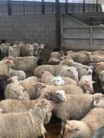 Rammen, Animaux & Accessoires, Moutons, Chèvres & Cochons, Mouton, Mâle, 0 à 2 ans