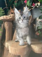 Maine coon kittens, Dieren en Toebehoren, Katten en Kittens | Raskatten | Langhaar, Meerdere dieren, Gechipt, 0 tot 2 jaar