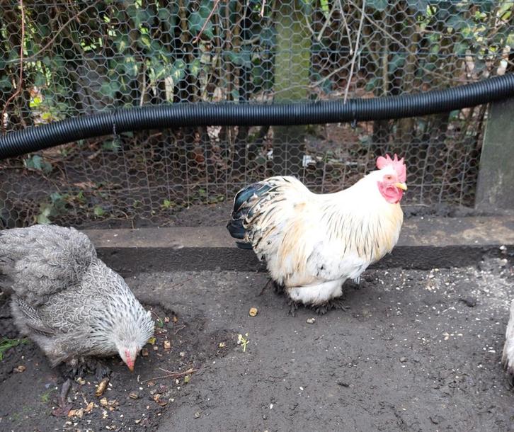 Cochin haantje, Dieren en Toebehoren, Pluimvee, Kip, Mannelijk