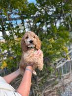 Mooie cockapoo pups, Dieren en Toebehoren, België, Overige rassen, CDV (hondenziekte), 8 tot 15 weken