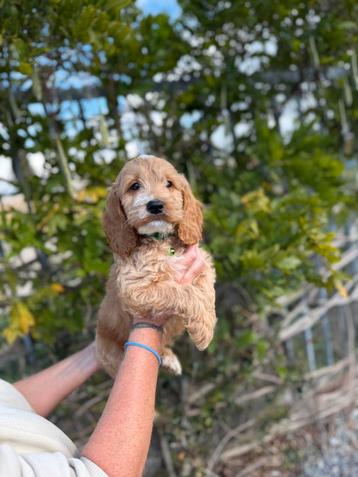 Mooie cockapoo pups beschikbaar voor biedingen