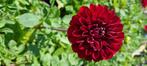 Dahlia, Tuin en Terras, Planten | Tuinplanten, Volle zon, Vaste plant, Zomer, Ophalen