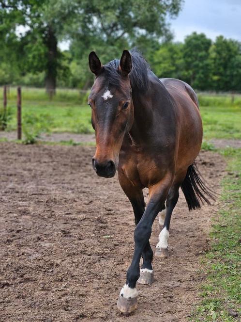 Fokmerrie, draagmerrie, gezelschaps/coachingspaard, Dieren en Toebehoren, Paarden, Merrie