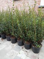 ‼️osmanthus Burkwoodii aan promoprijzen ‼️, Tuin en Terras, Planten | Struiken en Hagen, Ophalen, Taxus
