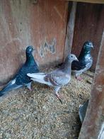 Gespikkelde duiven, Dieren en Toebehoren, Vogels | Duiven