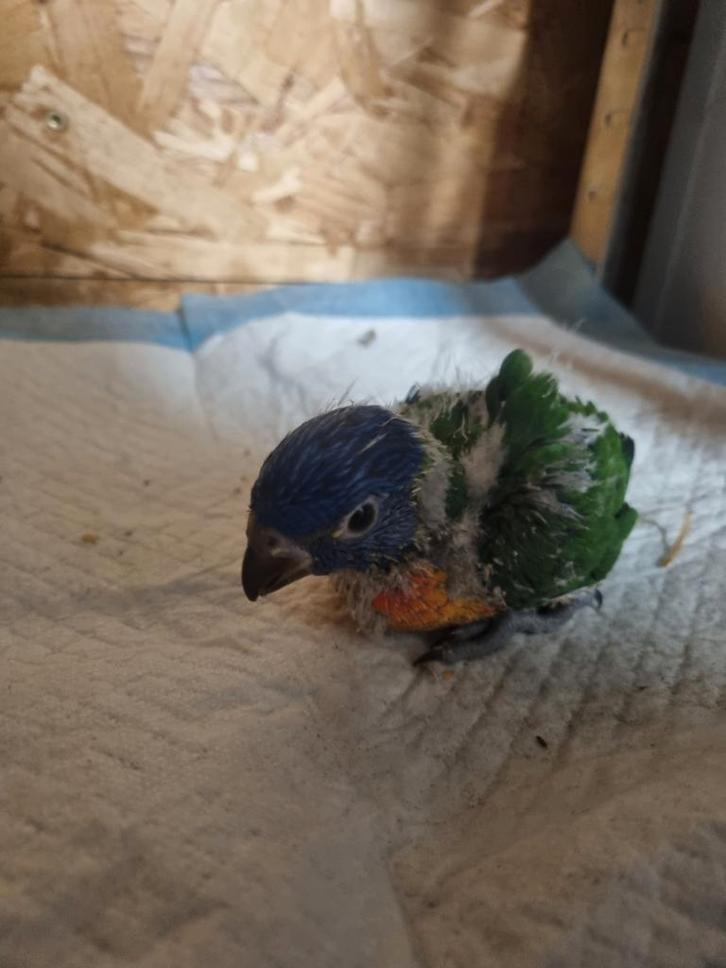 Lori blauwberg voor handopfok, Dieren en Toebehoren, Vogels | Parkieten en Papegaaien, Geslacht onbekend, Tam, Geringd