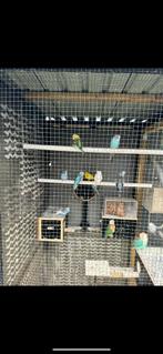 Grasparkiet 9 stuks voor 50€ (vaste prijs), Ophalen