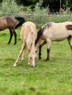 Pension chevaux Overijse - libre stabulation et prairie
