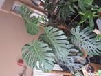 Monstera sale kamerplanten, Huis en Inrichting, Ophalen