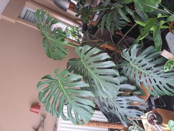 Monstera sale kamerplanten beschikbaar voor biedingen