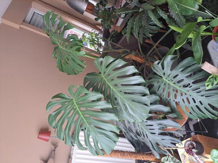 Monstera sale kamerplanten, Huis en Inrichting, Kamerplanten, Ophalen