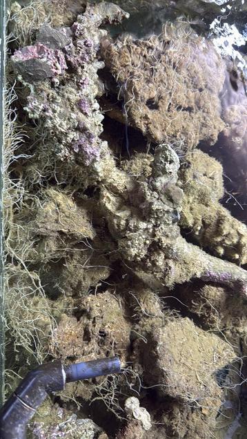 Indonesisch Levendsteen voor zeeaquarium  beschikbaar voor biedingen