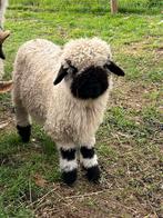 Walliser Schwarznase ooilam, Dieren en Toebehoren, Vrouwelijk, Schaap, 0 tot 2 jaar