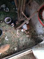 cavia vrouwtje, Dieren en Toebehoren, Cavia, Vrouwelijk, Tam, September