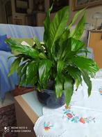spathylitum purificateur d'air (plante à cuillère), Maison & Meubles, Plantes d'intérieur, Ombre partielle, En pot, Plante à fleurs