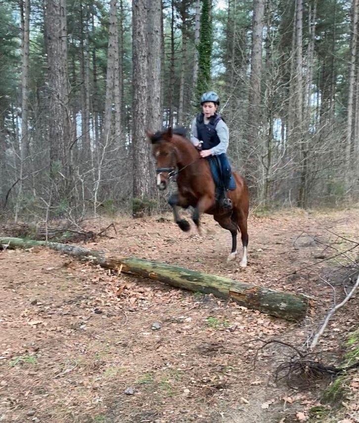 D pony, Dieren en Toebehoren, Pony's, Zadelmak