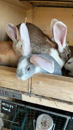 Duitse reuzen konijntjes te koop 6 weken