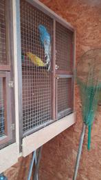 Collier pour perruche 2025, Animaux & Accessoires, Perruche, Bagué