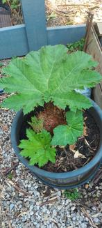 Gunnera manicata, Tuin en Terras, Planten | Tuinplanten, Vaste plant, Halfschaduw, Zomer, Ophalen