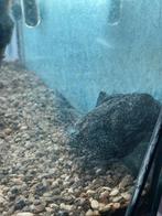 Pleco ruitenkuiser, Dieren en Toebehoren, Vissen | Aquariumvissen, Vis