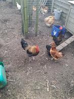 mooie haan, Dieren en Toebehoren, Mannelijk, Kip
