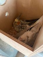 Couple reproduction