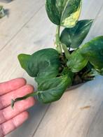 Scindapsus Jade Satin Aurea Variegata, Huis en Inrichting, Ophalen of Verzenden